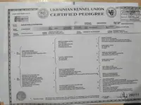 Pink Collar, a female Doberman Pinscher for sale in Binger, OK – Photo 5 of 10