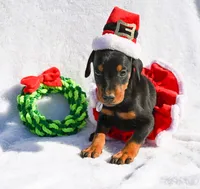 Pink Collar, a female Doberman Pinscher for sale in Binger, OK – Photo 1 of 10