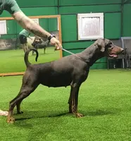 Pink Collar, a female Doberman Pinscher for sale in Binger, OK – Photo 6 of 10