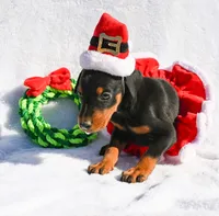 Pink Collar, a female Doberman Pinscher for sale in Binger, OK – Photo 3 of 10