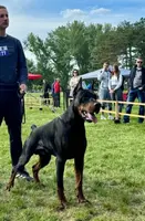 Pink Collar, a female Doberman Pinscher for sale in Binger, OK – Photo 9 of 10