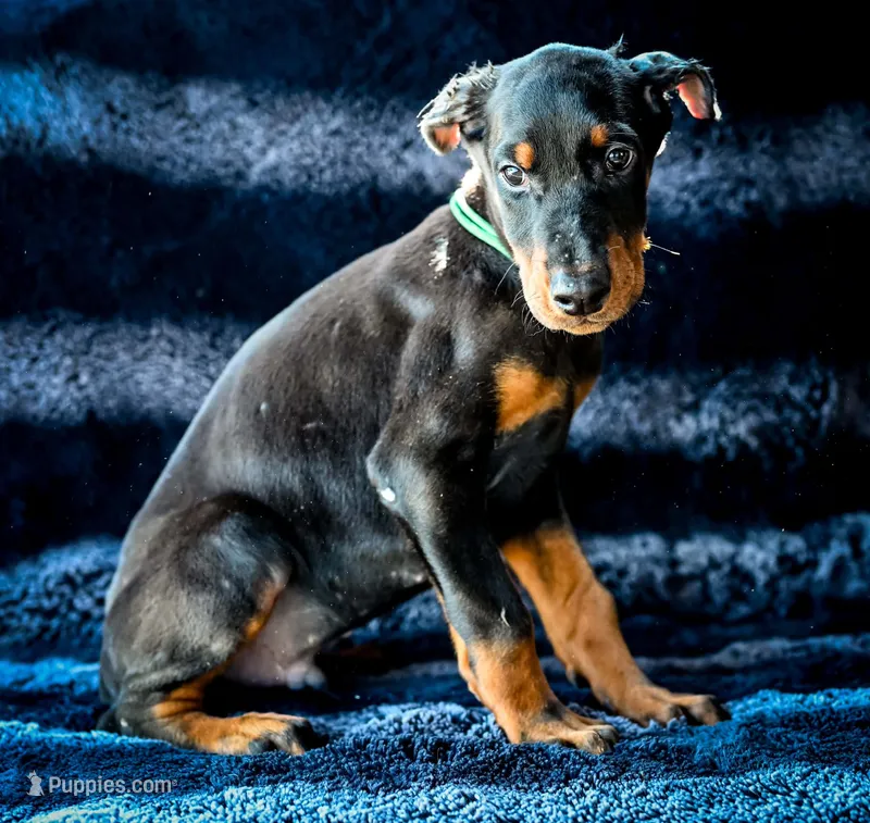Green Male A Litter  – Doberman Pinscher puppy for sale in Binger, OK