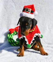 Light Green, a male Doberman Pinscher for sale in Binger, OK – Photo 2 of 10