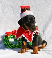 Light Green, a male Doberman Pinscher for sale in Binger, OK – Photo 3 of 10