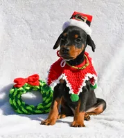 Light Green, a male Doberman Pinscher for sale in Binger, OK – Photo 1 of 10