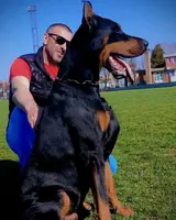 Light Green, a male Doberman Pinscher for sale in Binger, OK – Photo 7 of 10