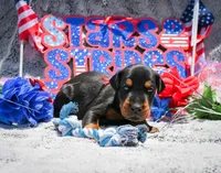 Red Male A Litter, a male Doberman Pinscher for sale in Binger, OK – 3 of 4