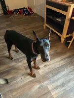 Maggie, a female Doberman Pinscher for sale in Binger, OK – 2 of 2