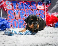 Black Male A Litter, a male Doberman Pinscher for sale in Binger, OK – 2 of 3