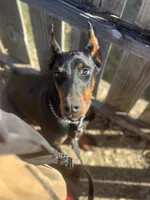 Bella Protection Prospect, a female Doberman Pinscher for sale in Binger, OK – 2 of 3