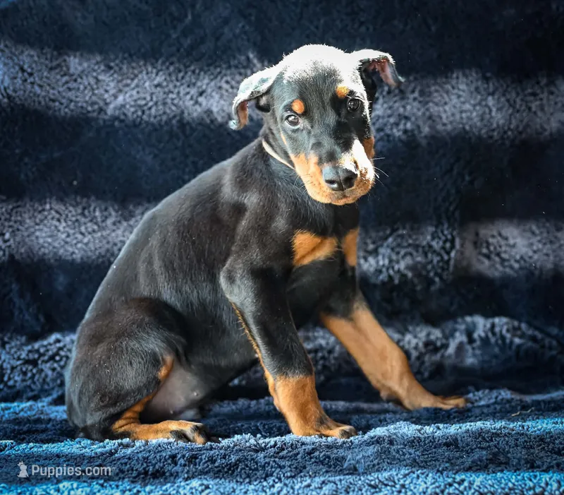 Grey Male A Litter  – Doberman Pinscher puppy for sale in Binger, OK