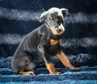 Grey Male A Litter , a male Doberman Pinscher for sale in Binger, OK – 1 of 5