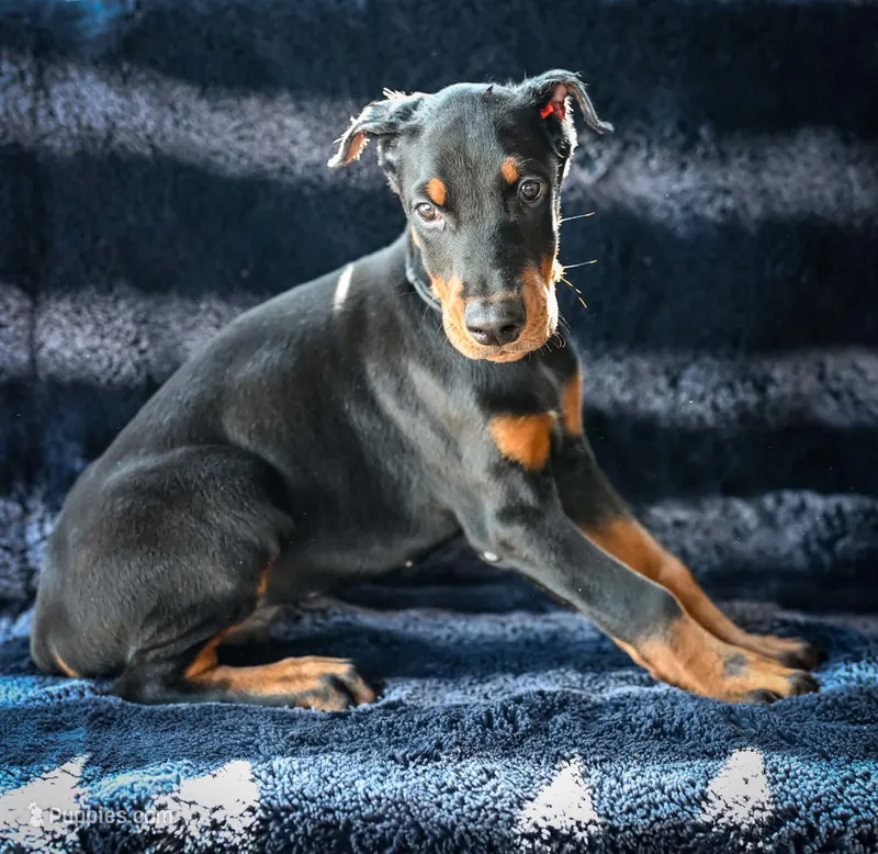 Black Male A Litter – Doberman Pinscher puppy for sale in Binger, OK