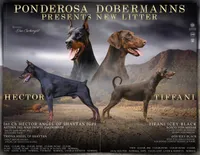 White Male , a male Doberman Pinscher for sale in Binger, OK – 4 of 4