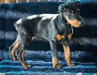 Black Male A Litter, a male Doberman Pinscher for sale in Binger, OK – 3 of 7