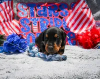 White Male , a male Doberman Pinscher for sale in Binger, OK – 3 of 4