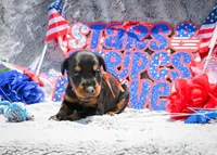 Orange Male A Litter , a male Doberman Pinscher for sale in Binger, OK – 3 of 3