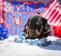 White Male , a male Doberman Pinscher for sale in Binger, OK – 2 of 4