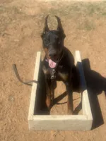 Bella Protection Prospect, a female Doberman Pinscher for sale in Binger, OK – 3 of 3