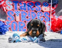 Black Male A Litter, a male Doberman Pinscher for sale in Binger, OK – 3 of 3