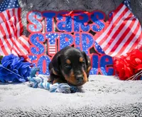 White Male , a male Doberman Pinscher for sale in Binger, OK – 1 of 4