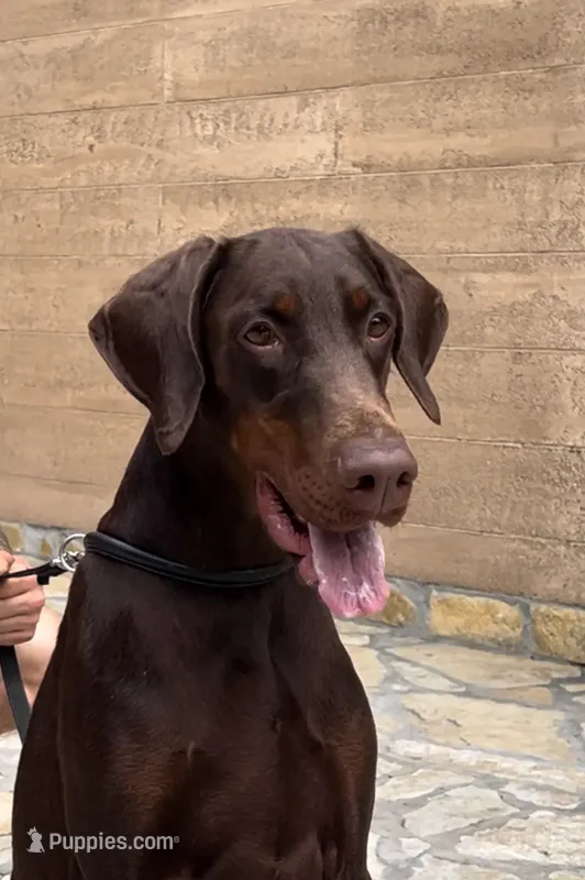 Superstar Angel Of Shaytan