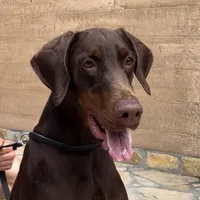 Superstar Angel Of Shaytan, a female Doberman Pinscher for sale in Binger, OK – Photo 1 of 4