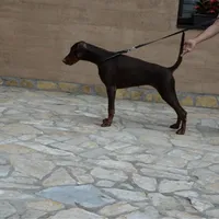 Superstar Angel Of Shaytan, a female Doberman Pinscher for sale in Binger, OK – Photo 2 of 4