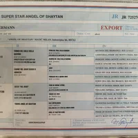 Superstar Angel Of Shaytan, a female Doberman Pinscher for sale in Binger, OK – Photo 4 of 4