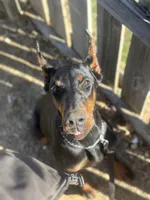 Bella Protection Prospect, a female Doberman Pinscher for sale in Binger, OK – 1 of 3