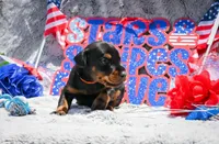 Orange Male A Litter , a male Doberman Pinscher for sale in Binger, OK – 1 of 3