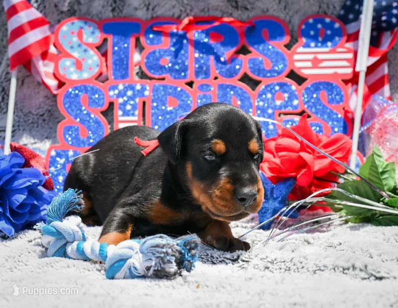 Red Male A Litter – Doberman Pinscher puppy for sale in Binger, OK