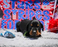 Green Male A Litter , a male Doberman Pinscher for sale in Binger, OK – 3 of 3