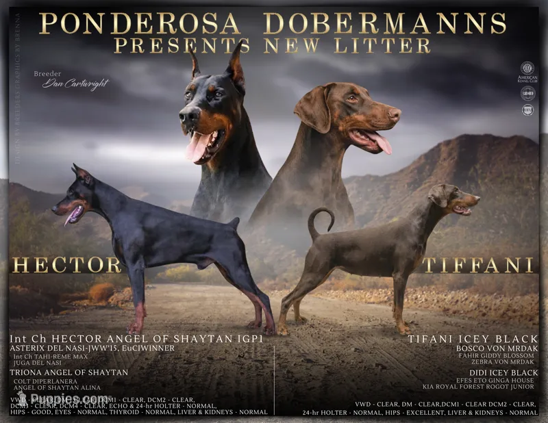 Grey Male A Litter , a male Doberman Pinscher for sale in Binger, OK – 1 of 4