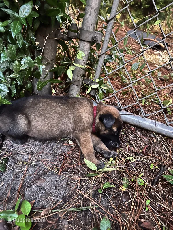 Sergant – German Shepherd Dog, Siberian Husky puppy for sale in Valdosta, GA