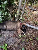 Sergant, a male German Shepherd Dog and Siberian Husky for sale in Valdosta, GA – 1 of 1