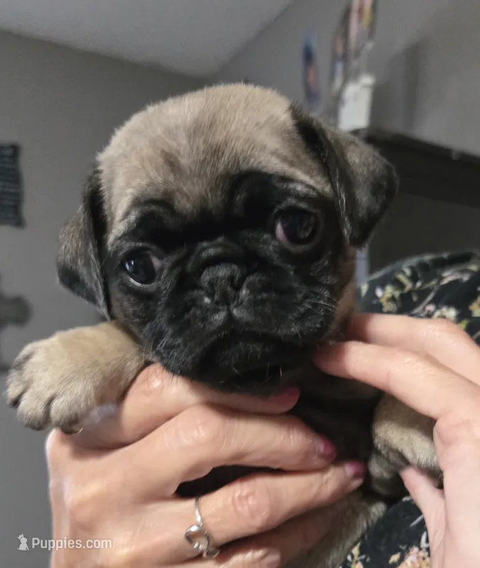 Pug 2 – Pug puppy for sale in Decatur, IN