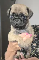 Pug 3, a female Pug for sale in Decatur, IN – 1 of 1
