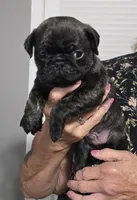 Pug 4, a male Pug for sale in Decatur, IN – 1 of 1