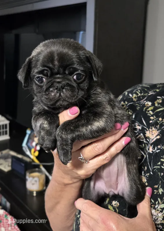 Pug 1 – Pug puppy for sale in Decatur, IN
