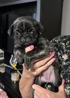 Pug 1, a female Pug for sale in Decatur, IN – 1 of 1