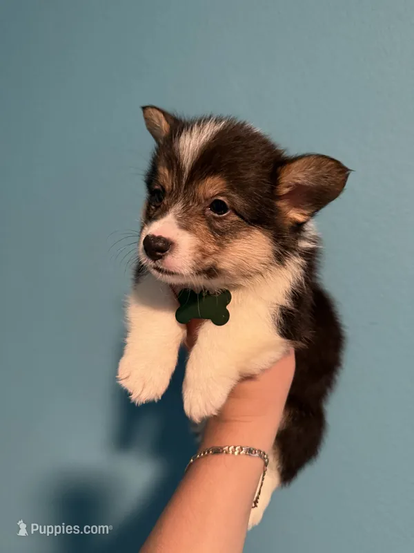 Green collar – Pembroke Welsh Corgi puppy for sale in Corpus Christi, TX