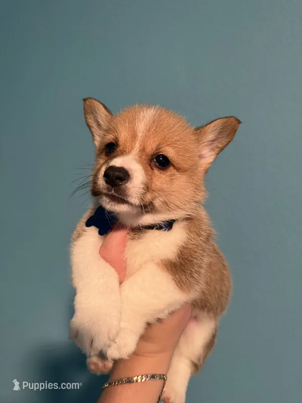 Blue collar – Pembroke Welsh Corgi puppy for sale in Corpus Christi, TX