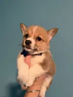 Blue collar, a male Pembroke Welsh Corgi for sale in Corpus Christi, TX – 1 of 3