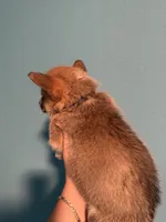 Blue collar, a male Pembroke Welsh Corgi for sale in Corpus Christi, TX – 2 of 3