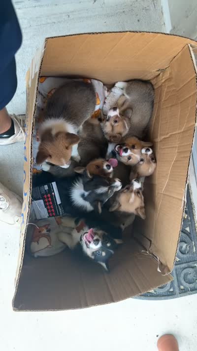 Black collar, a male Pembroke Welsh Corgi for sale in Corpus Christi, TX – 2 of 2