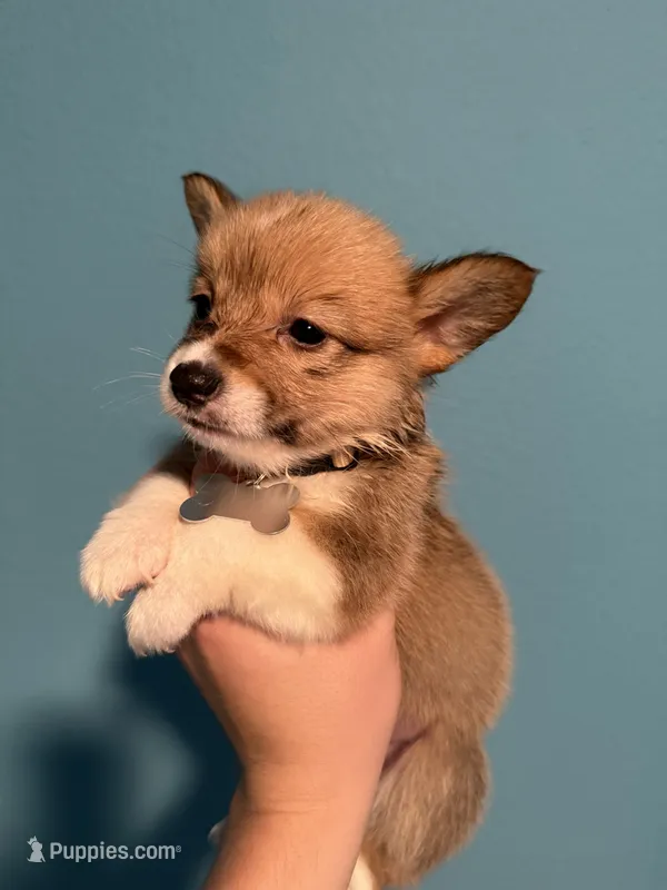 White collar – Pembroke Welsh Corgi puppy for sale in Corpus Christi, TX