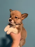 White collar, a female Pembroke Welsh Corgi for sale in Corpus Christi, TX – 1 of 3
