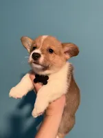 Black collar, a male Pembroke Welsh Corgi for sale in Corpus Christi, TX – 1 of 2