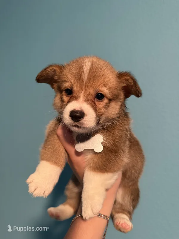 Grey collar – Pembroke Welsh Corgi puppy for sale in Corpus Christi, TX